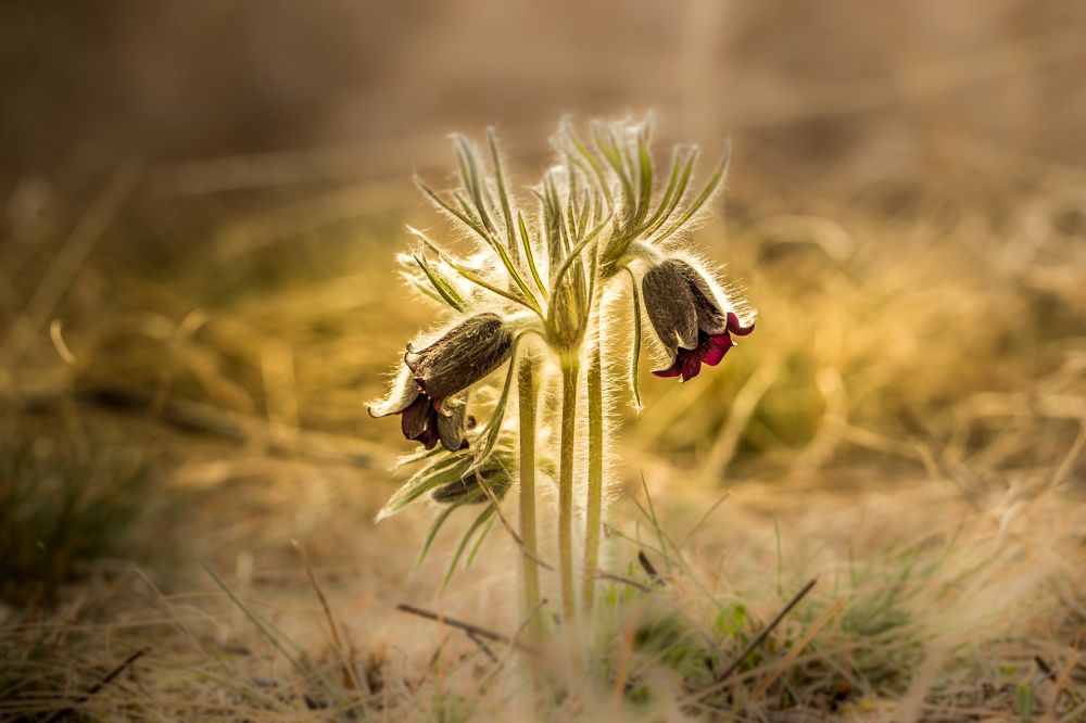 Photograph by Sándor Cseh