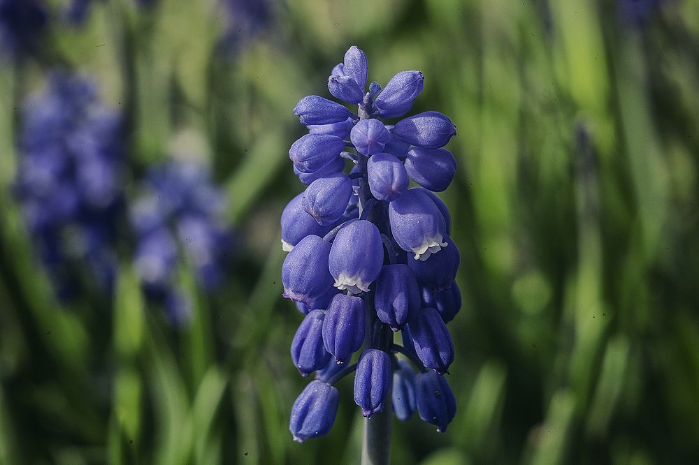 Photograph by Александр Григорьев