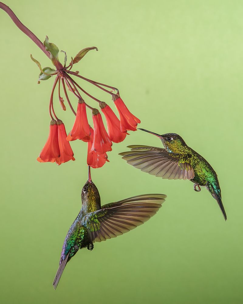 Photograph by Sreejith Sreedharan