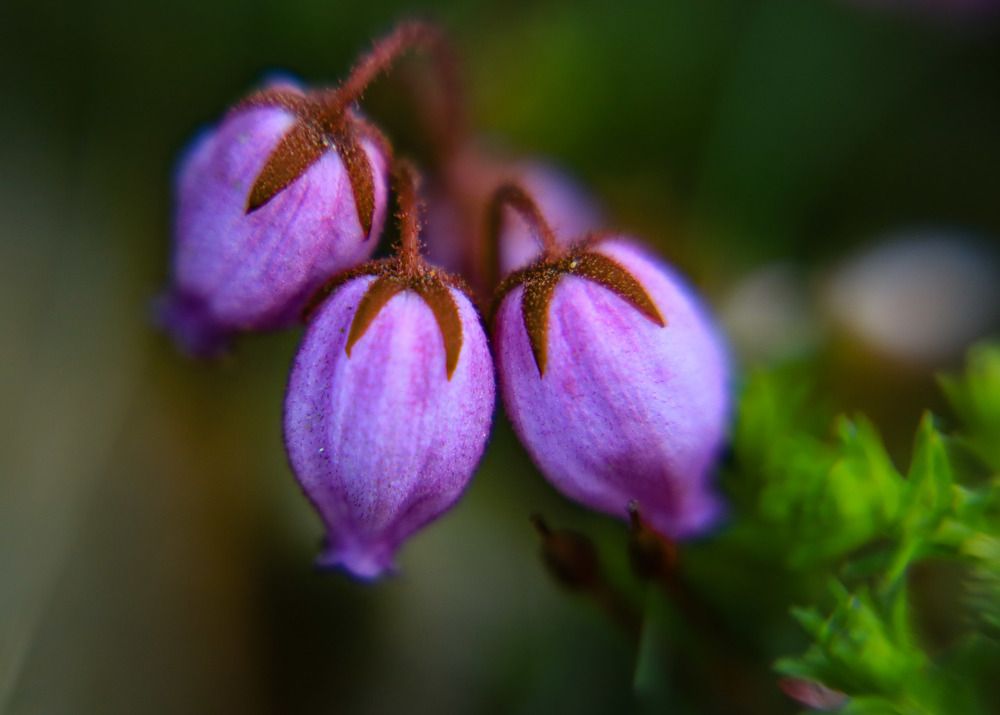 Скоро ягодка