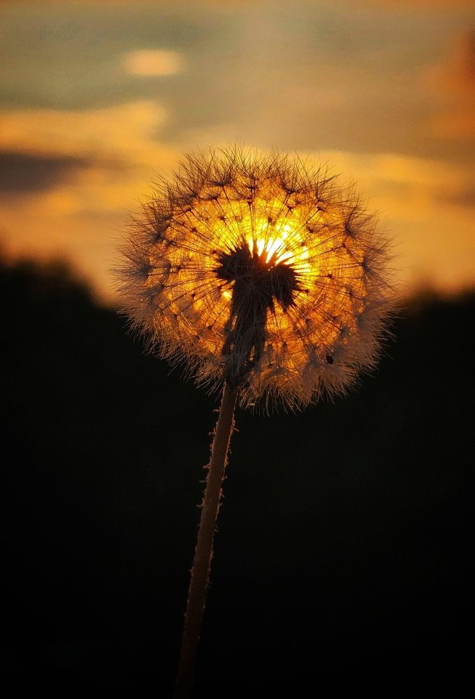 В  лучах заката