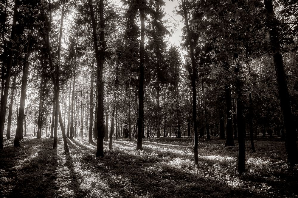 Photograph by Алексей Трифонов