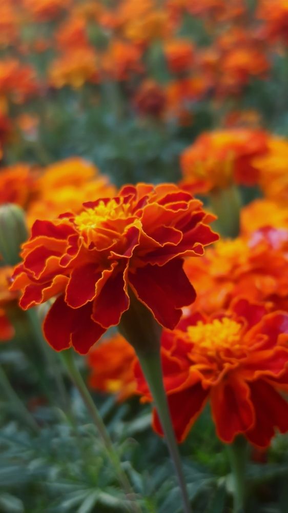 Photograph by Людмила Щуцкая