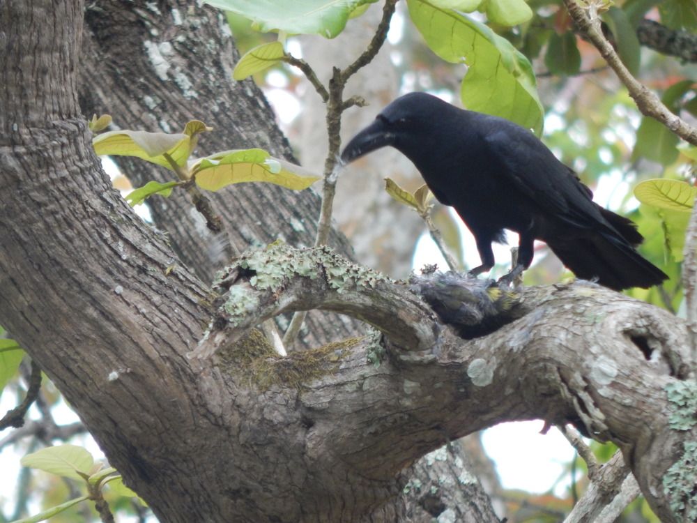 Photograph by Pradyumna K P