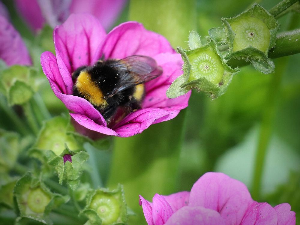 The sleeping bumblebee