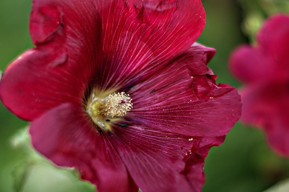 Photograph by Наталья Ситова