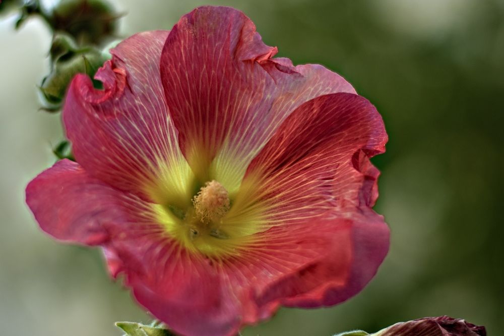 Photograph by Наталья Ситова