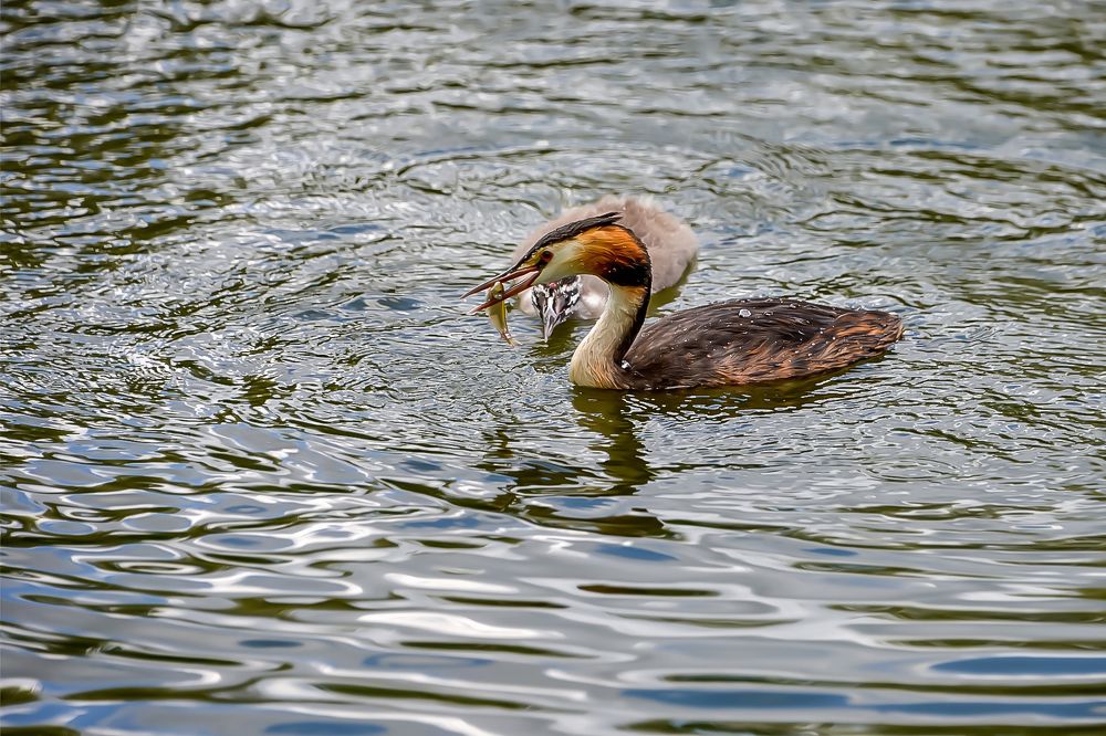 Чомга с рыбкой