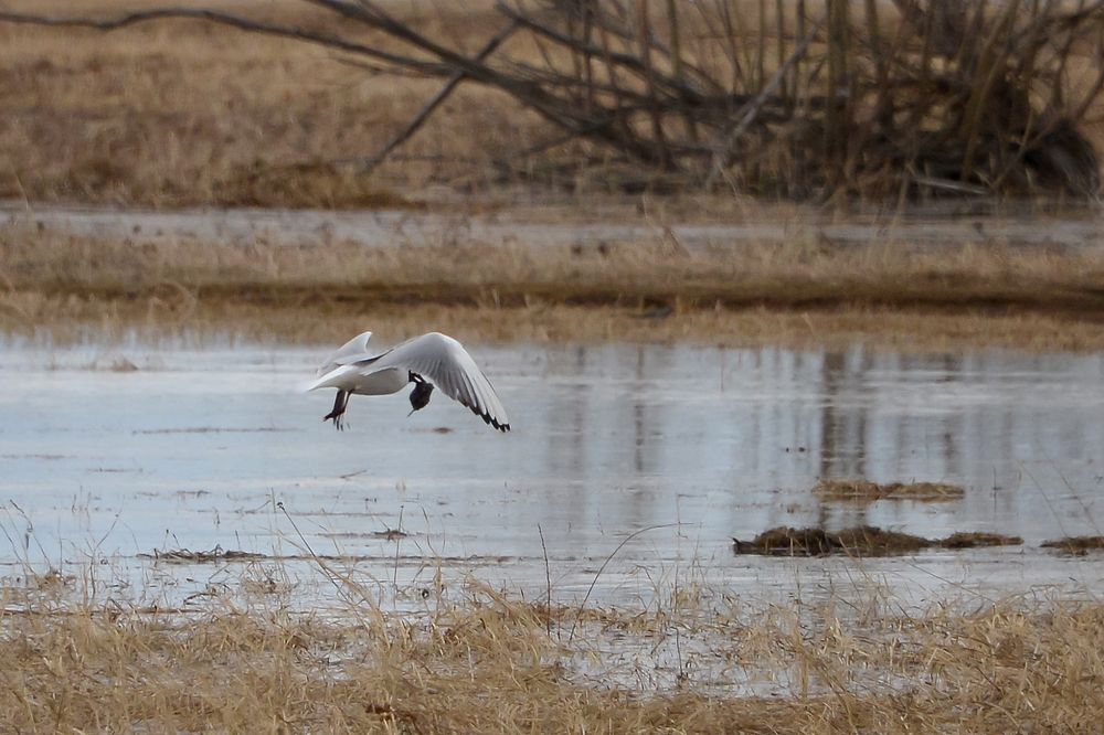 Мышка на обед