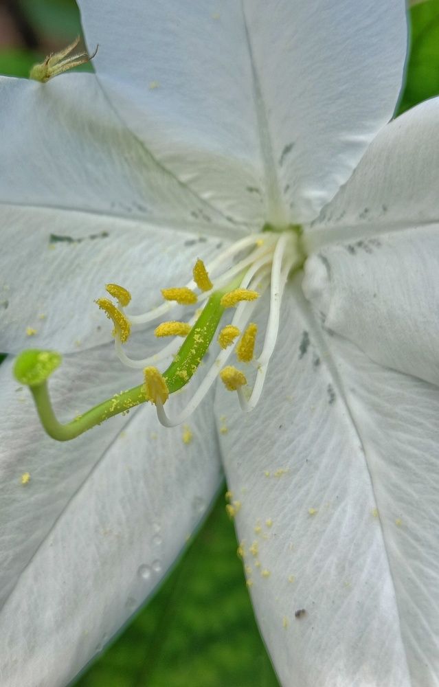 Photograph by anoop s