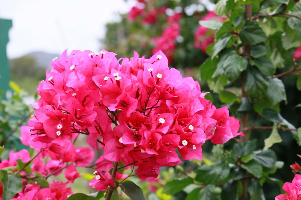 Photograph by Pradyumna K P