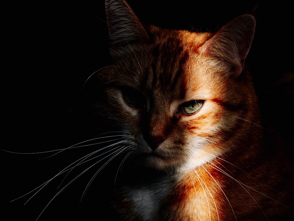 Photograph by Max Vegas