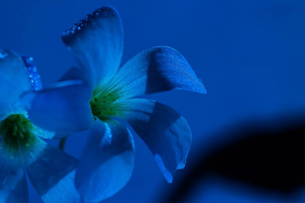 Photograph by Елена Глухарева