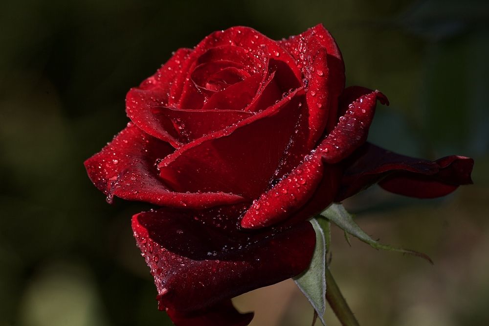 Photograph by Лариса Белашова