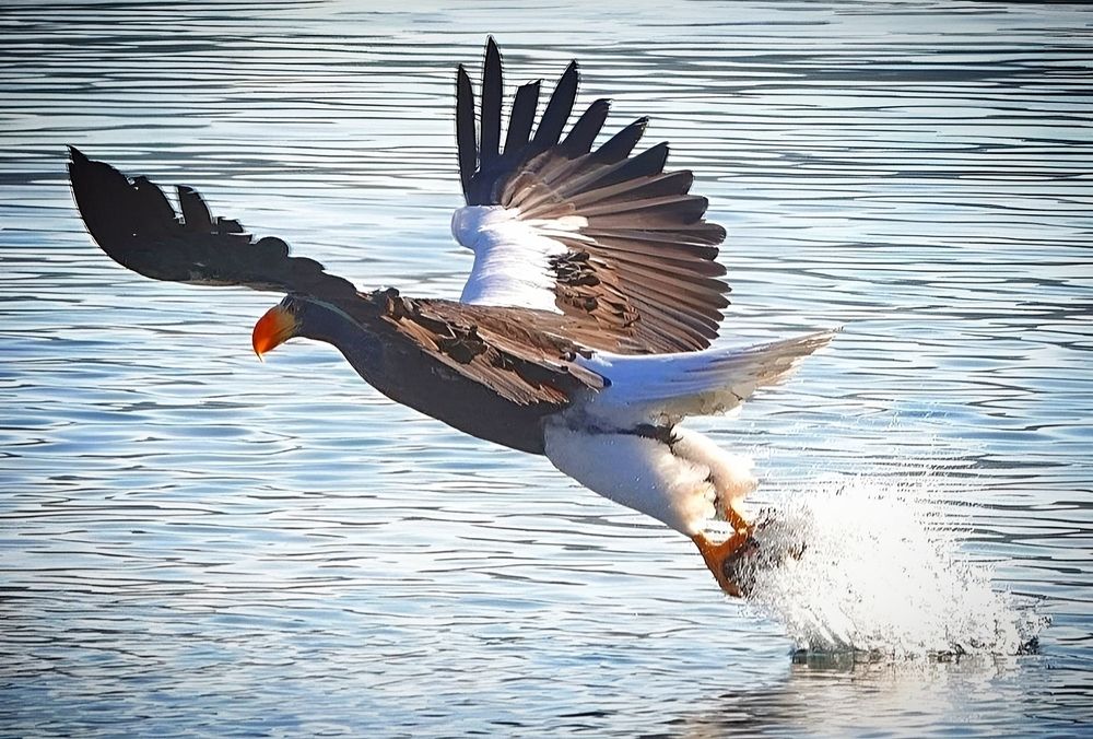 Удачная охота орлана.
