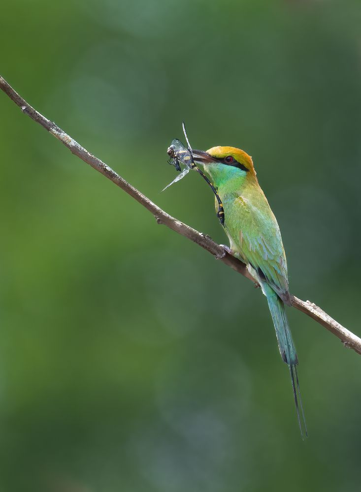 Фотография автора Anandhu M