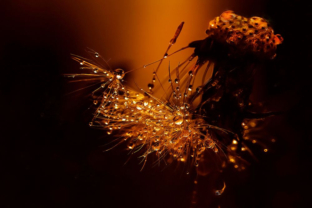 Photograph by Sándor Cseh