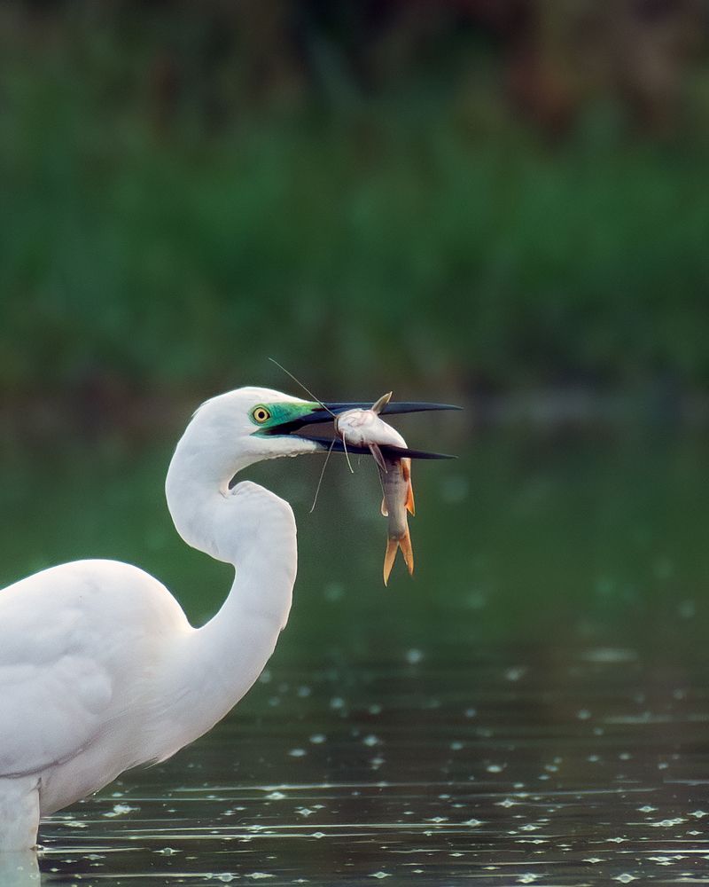 Фотография автора Anandhu M
