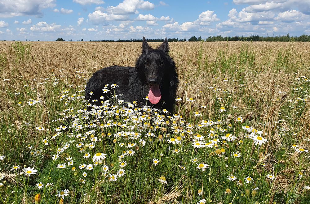 Фотография автора Надежда Лисицына