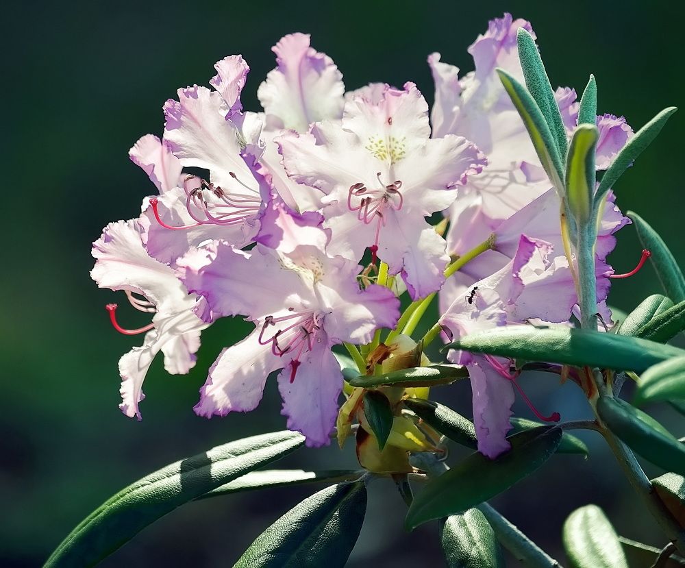 Photograph by Светлана Дисяк