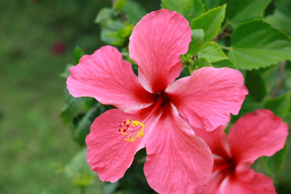 Photograph by Pradyumna K P