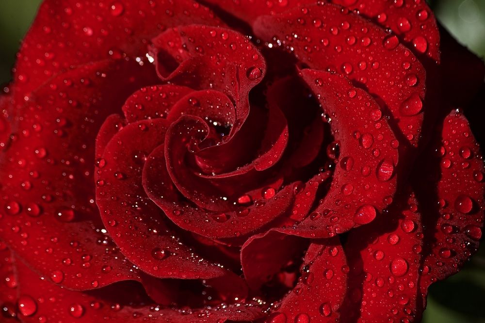 Photograph by Лариса Белашова