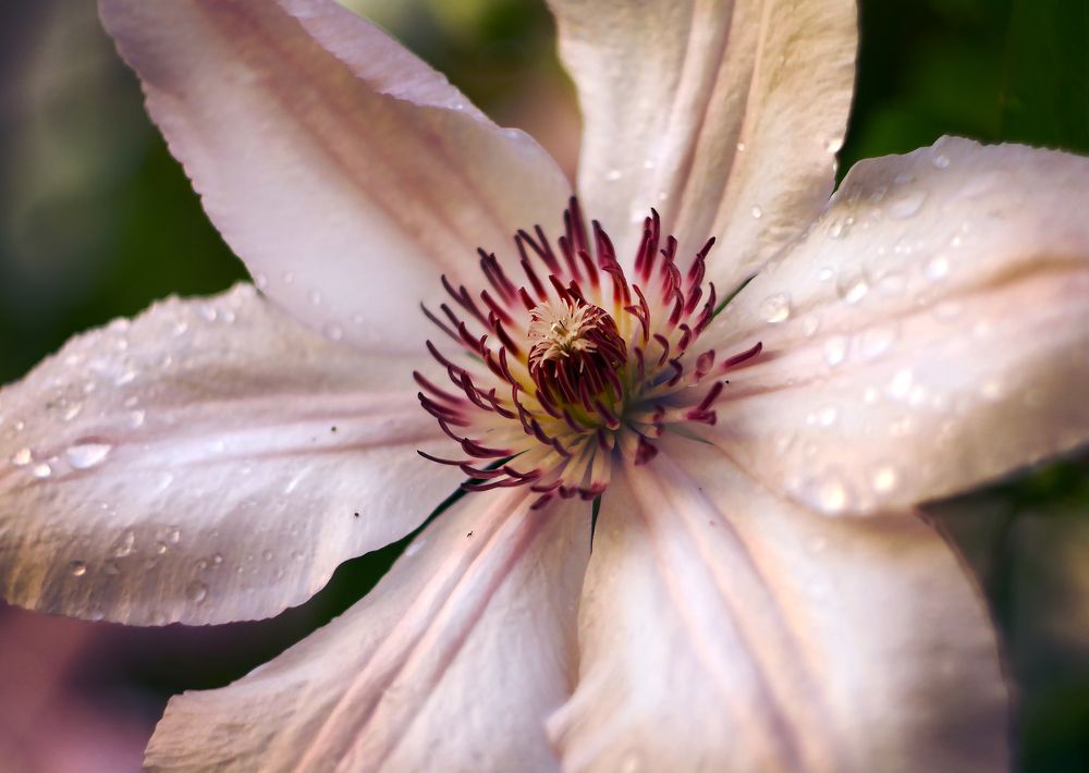 Цветок в утренней росе.