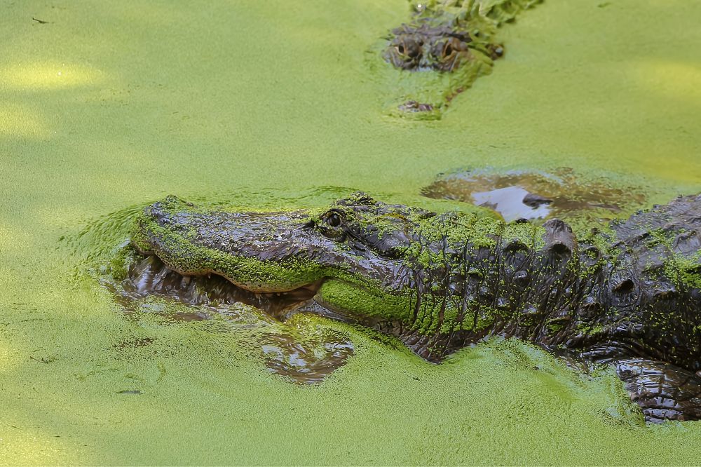 Фотография автора Jeff Cooley