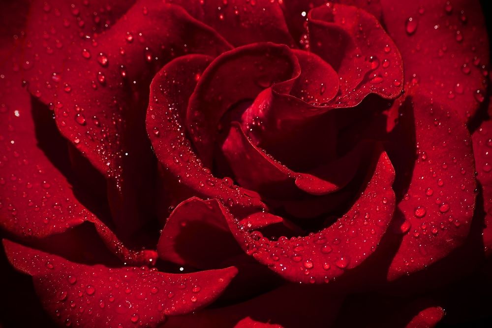 Photograph by Лариса Белашова