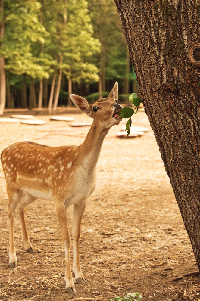 Олень в лесу