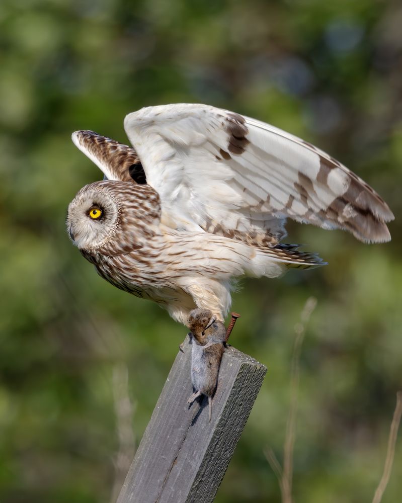Болотная сова с добычей.