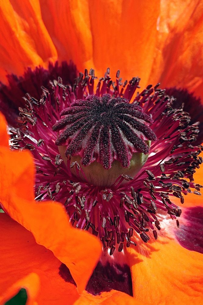 Цветочная архитектоника...