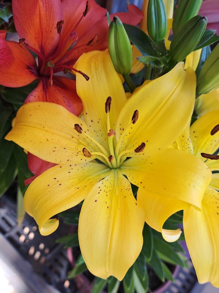 Фотография автора gustavo pecelis