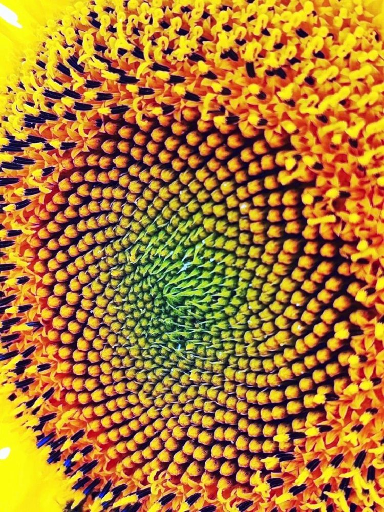 Под солнцем. Подсолнух. И птицы тут как тут, клюют и клюют