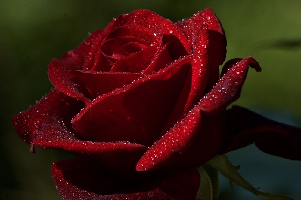 Photograph by Лариса Белашова