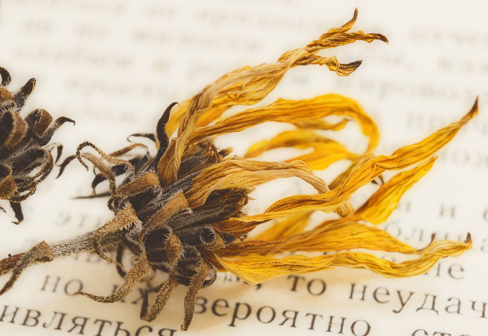 Photograph by Елена Амозова