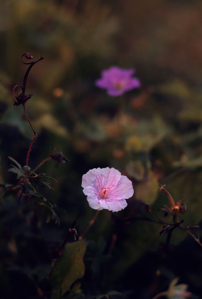 Photograph by Mary Ryzhenkova