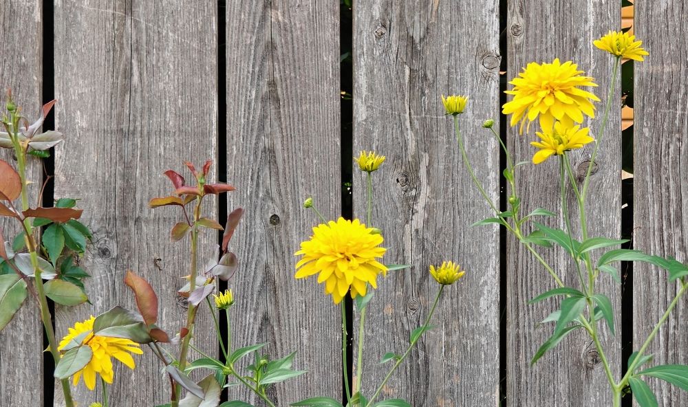 Photograph by Grădinaru Catalin