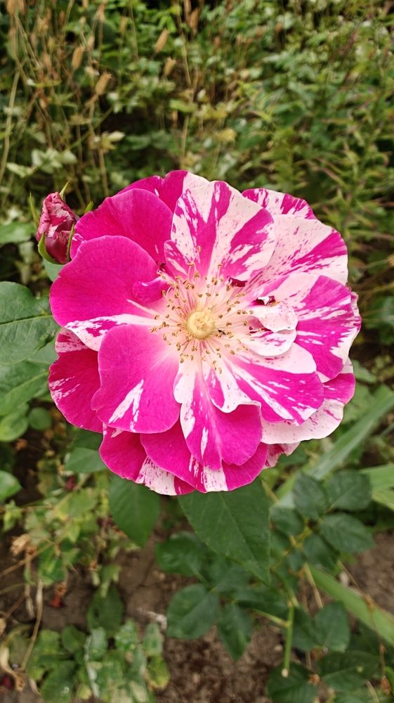 Photograph by Grădinaru Catalin