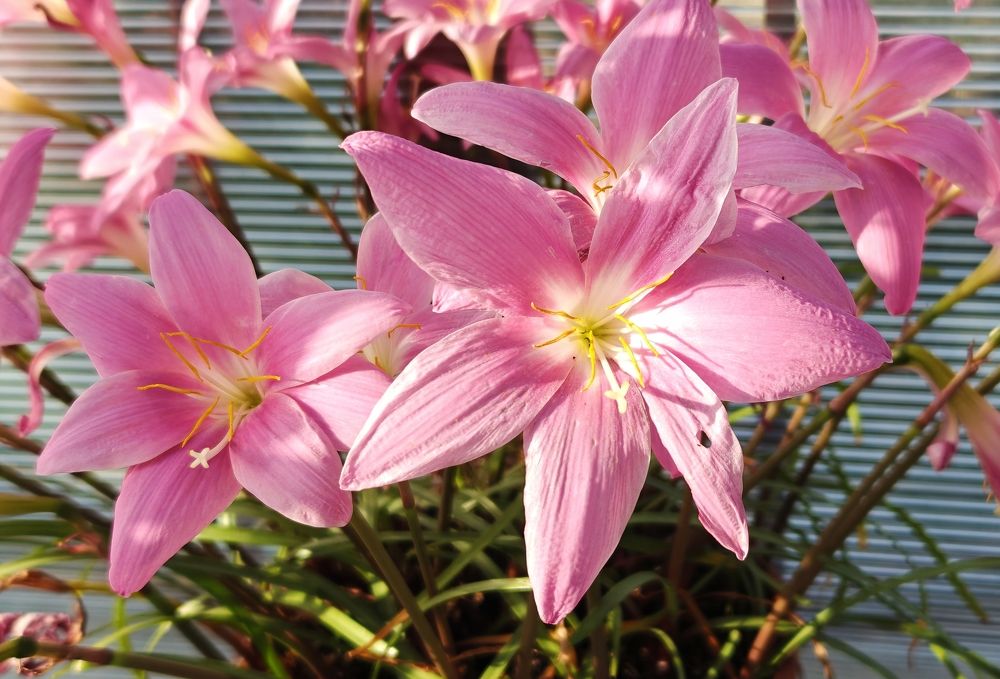 Photograph by Grădinaru Catalin