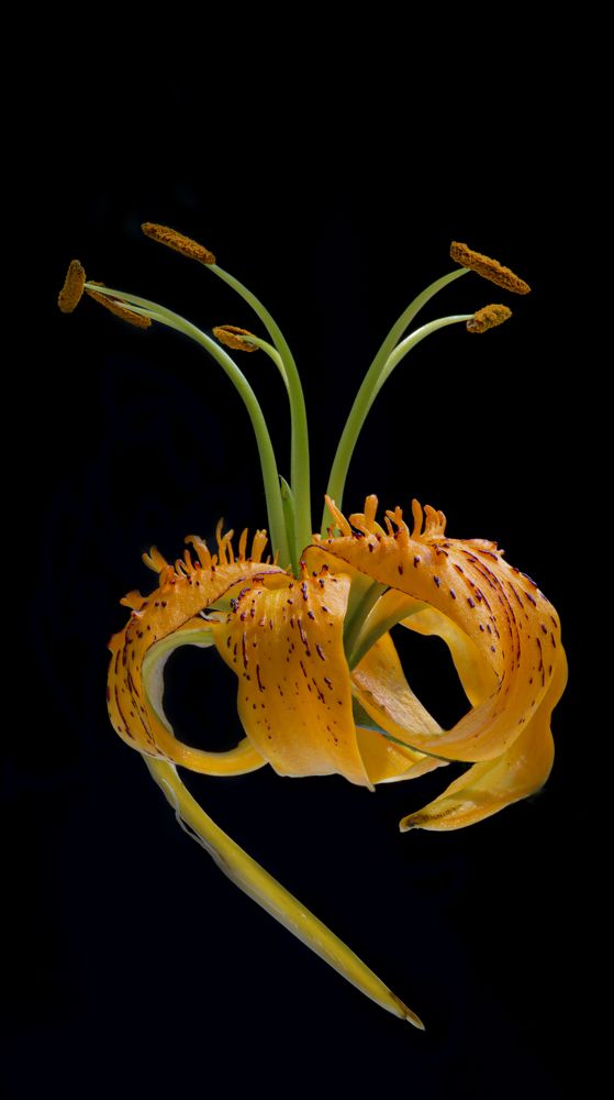 Фотография автора Черновол Валентин