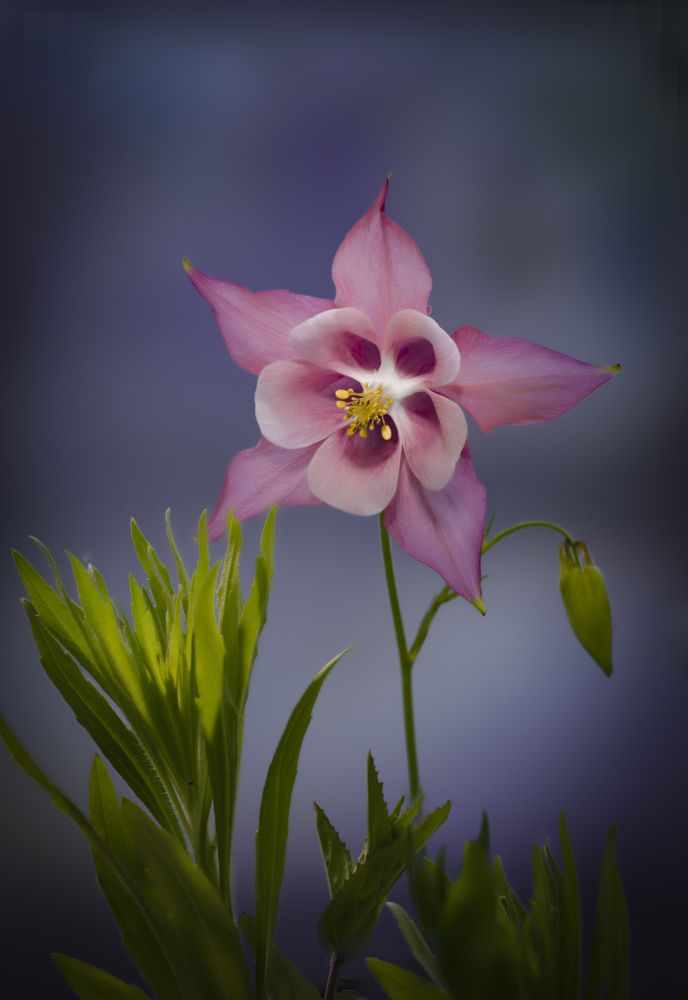 Photograph by Черновол Валентин