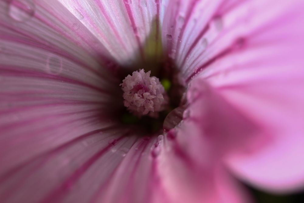 Photograph by Елена Федорова