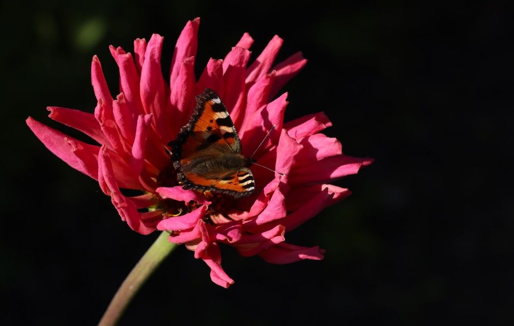 Фотография автора Анна Листишенко
