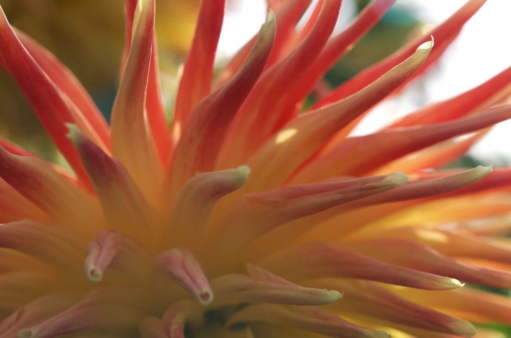 Фотография автора Анна Листишенко