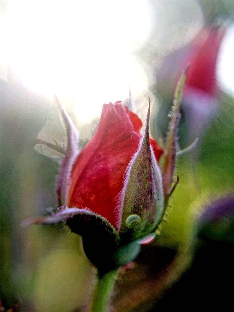 Photograph by Алексей Коношонкин