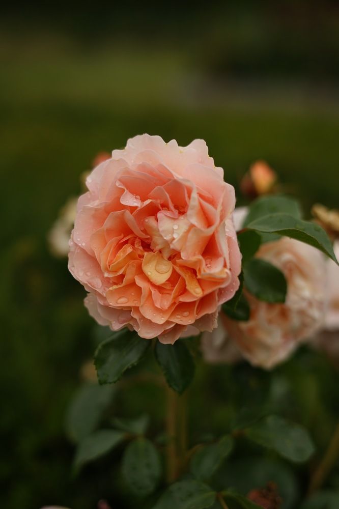 Photograph by Swetlana Brumm