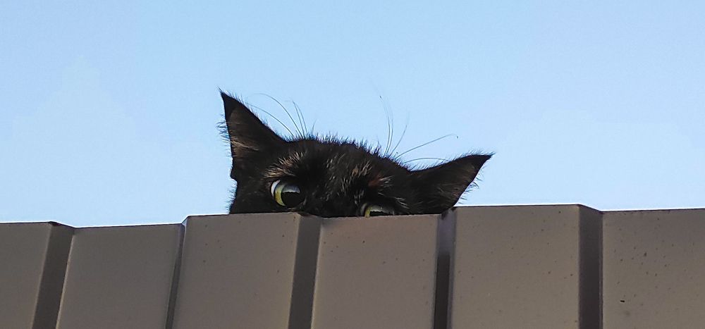 Как выскочу, как выпрыгну!