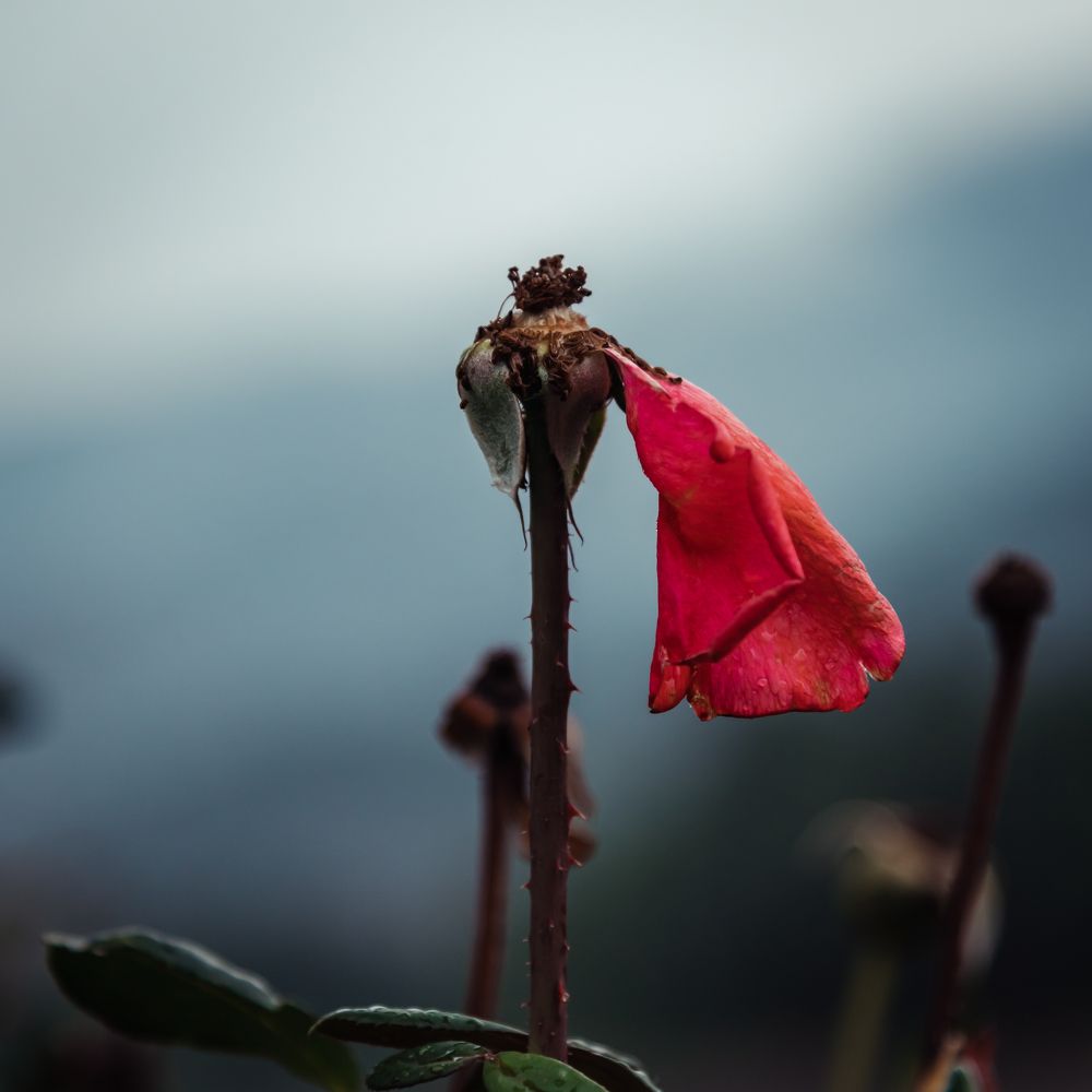 Photograph by Jamal Uddin