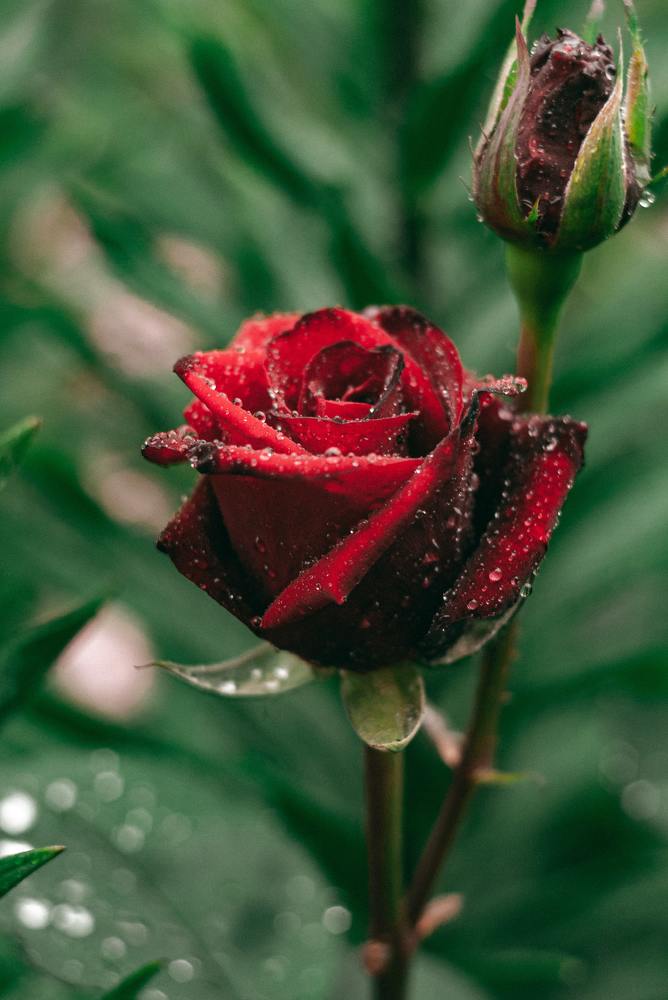 Фотография автора yakuwari